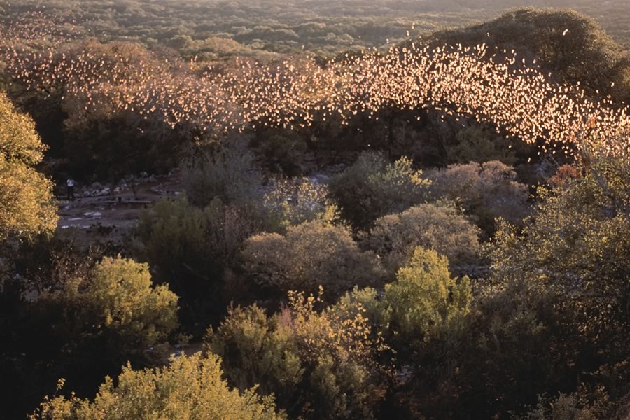 Bracken Bat Cave in Comal County, between Bulverde and Garden Ridge, Texas