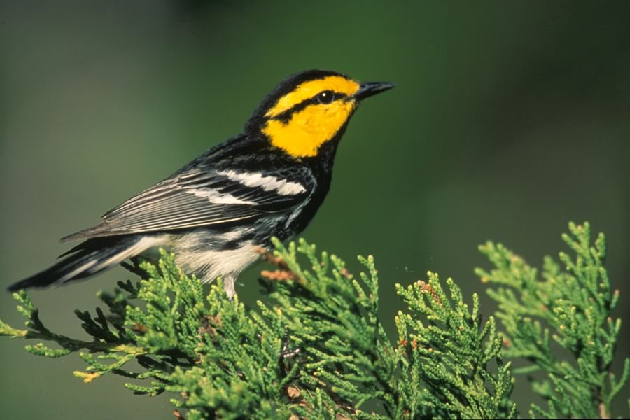 Golden-Cheeked Warbler, an endangered species native to Comal County