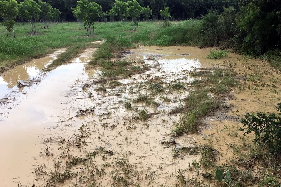 Liquid from Apparent Breach in Tailing Pond Dam from Anderson Columbia Quarry in Edwards Aquifer Recharge Zone, Comal County, Texas