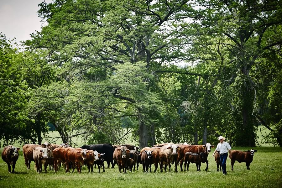 Preserve Our Hill Country Environment Bluebonnet Extravaganza Dinner & Auction - April 2, 2022 - Knibbe Ranch - Spring Branch, Texas