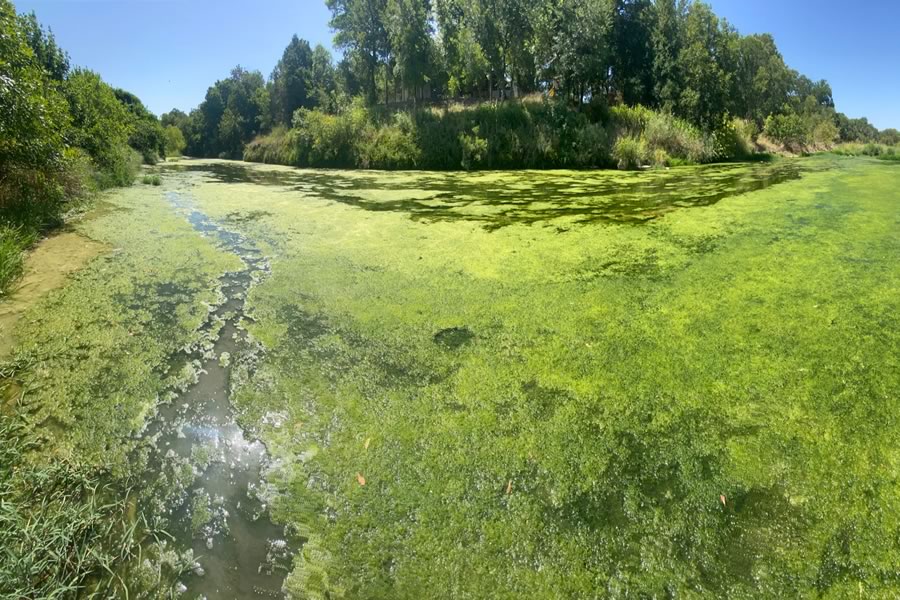 River in the Texas Hill Country overrun with algal blooms from dumping of treated wastewater